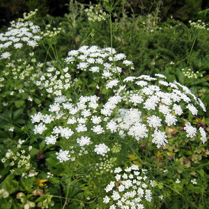 Ԃ̕c/[]zCg[Xt[3|bg28Zbg