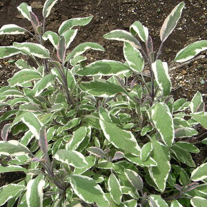 n[u̕c/Z[WFgJ[Z[W3|bg2Zbg