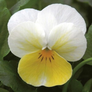 Ԃ̕c/rIFyj[v[YoCJ[ 3-3.5|bg