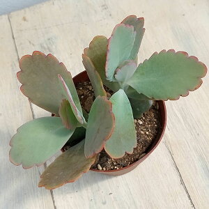 Ԃ̕c/JRGFR`Ẽ}CiӒ̕j2.5|bg