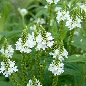 Ԃ̕c/o[xiFnX^[^[@zCgij3-3.5|bg