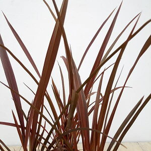 ���Ԃ̕c/�j���[�T�C�����F�`���R���[�g�N�b�L�[3-3.5���|�b�g