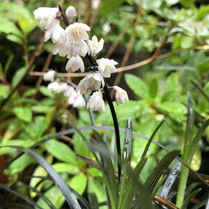 ���Ԃ̕c/�I�I�o�W���m�q�Q�F�����i������イ�j 3-3.5���|�b�g6���Z�b�g