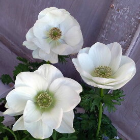 草花の苗/アネモネ：ポルト ホワイト3.5号ポット