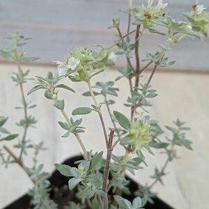 n[u̕c/^CijF}XeB`i3|bg