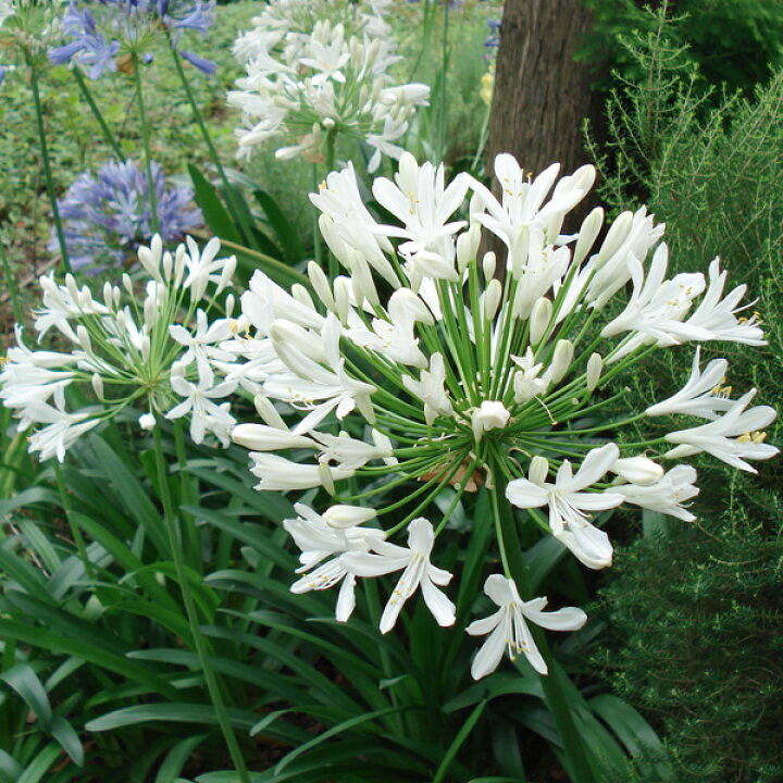 楽天市場 アガパンサス アフリカヌス 白 アルバ 3 5号ポット12株セット 園芸ネット プラス