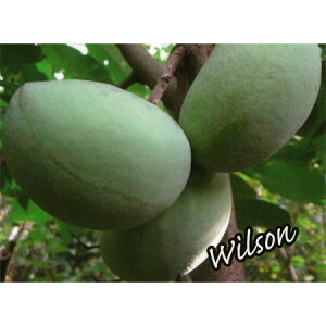 ʎ̕c/||[FEB\iږؕcj5`6|bg