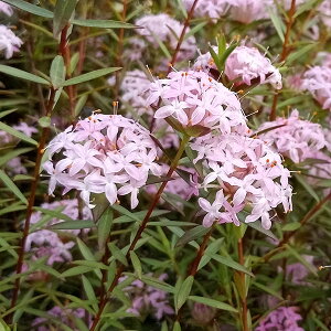 Ԗ ؂̕c/sAFtH[V[Y3|bg