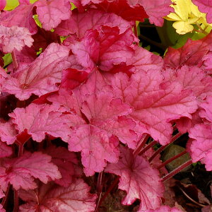 Ԃ̕c/q[PFx[X[W[3-3.5|bg*