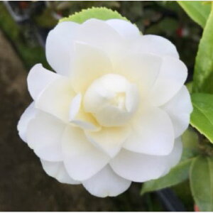 �Ԗ� ��؂̕c/�ցi�c�o�L�j�F�X�������C�N4���|�b�g