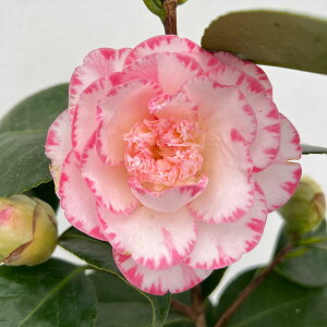 Ԗ ؂̕c/coLiցjF}[KbgfCrX4.5|bg