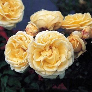 o̕c/[]i킯joFS[fo[Vc