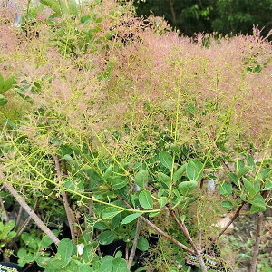 Ԗ ؂̕c/X[Nc[FsNGWF5|bg