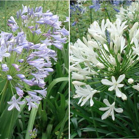 楽天市場 アガパンサスの通販