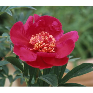 Ԃ̕c/VNNi䉖jFg4|bg