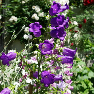 Ԃ̕c/JpjEd炫p[v(No.1)3|bg2Zbg