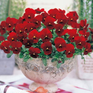 Ԃ̕c/rIFrr XJ[bg3`3.5|bg8Zbg