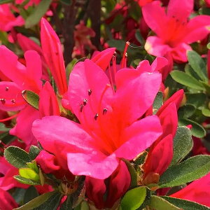 Ԗ ؂̕c/[]TcLccWFɐHgiׂɁj5|bg15Zbg