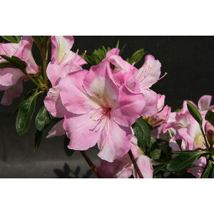 Ԗ ؂̕c/văccWF̉hî݂j5|bg5Zbg