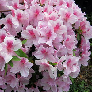 Ԗ ؂̕c/[]˃ccWFԈd5|bg15Zbg