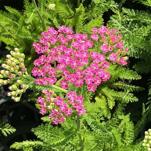 Ԃ̕c/i킯jALAimmRM\EjFsNO[vt[c3-3.5|bg