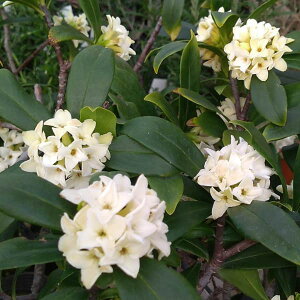 Ԗ ؂̕c/W`EQiԁjF4.5`5|bg