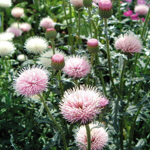 Ԃ̕c/AU~FԁiNo1j3|bg