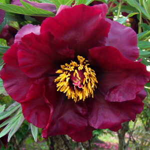 Ԗ ؂̕c/OiڂjFubNpC[c3Nc6|bg