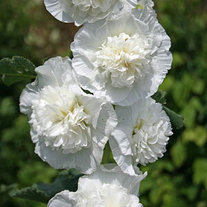 Ԃ̕c/d炫tEF[A(ԁj3-3.5|bg