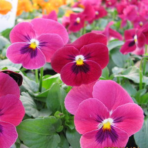 Ԃ̕c/pW[F悭炭X~ `F[3-3.5|bg