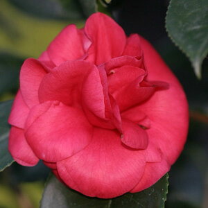 �Ԗ� ��؂̕c/�ցi�c�o�L�j�F�J�[���[���f�B4���|�b�g