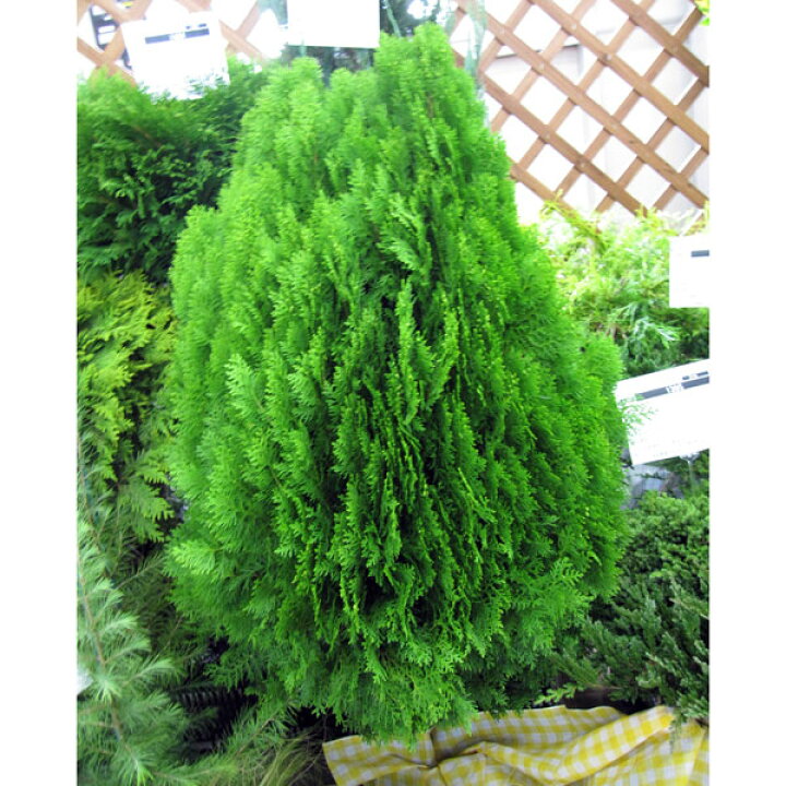 楽天市場 花木 庭木の苗 オウゴンコノテ 黄金コノテガシワ 8号ポットあるいはルートバック樹高80cm 園芸ネット プラス