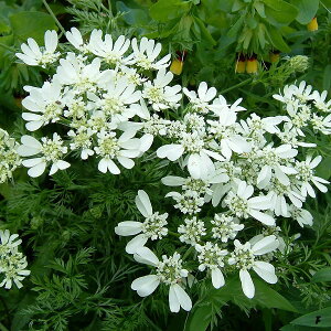 Ԃ̕c/IAiIj3|bg12Zbg