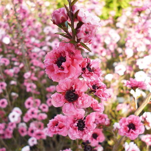 Ԗ ؂̕c/MEoCFԔd4|bg