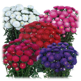 草花の苗/[送料無料]アスター：ぽんぽん咲きおまかせ花色ミックス3号ポット28株セット