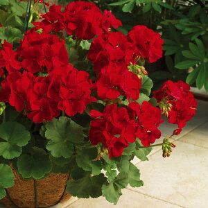 Ԃ̕c/[][jEFJIy_[Nbh5A5Zbg