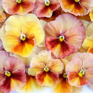 Ԃ̕c/pW[F[AGb^sAeRb^3.5|bg12Zbg