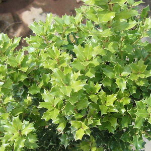 Ԗ ؂̕c/qCMFPqCMiqCMj 6|bg