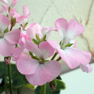 Ԃ̕c/[jEFS2000x_[3.5|bg