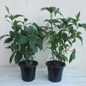 Ԗ ؂̕c/痼iZEjFԎE4.5`5A2Zbg