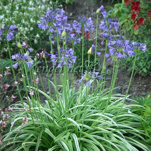 Ԃ̕c/AKpTXFVo[[itj3.5|bg