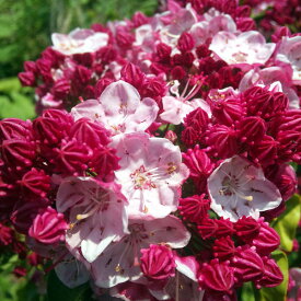 楽天市場 カルミア オスボレッドの通販