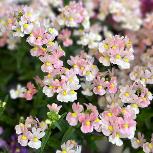 Ԃ̕c/lVAF[e@G[k3.5|bg