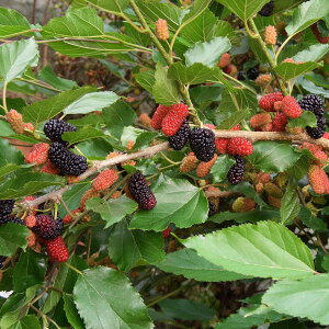 ʎ̕c/}x[iKjFXC[g}x[3.5|bg