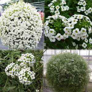 Ԃ̕c/߂26ZbgFX[p[AbT