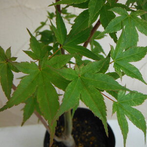 Ԗ ؂̕c/Cn~WFiVIj4|bg