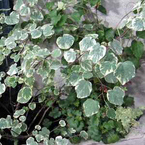 Ԗ ؂̕c/}omLiۗt̖؁jFbߋсiGijVLj5|bg