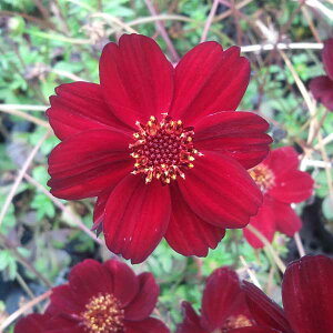 Ԃ̕c/`R[gRXXFtHe[W3|bg