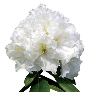 Ԗ ؂̕c/mVNiQF_3.5|bg