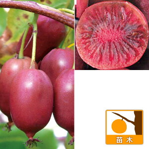 ʎ̕c/xr[LECFp[vVh[iXj3|bg